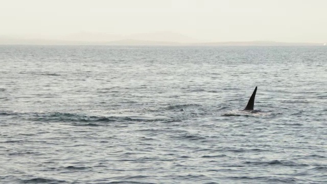 虎鲸后空翻远离镜头，在远海中有海岸线视频下载