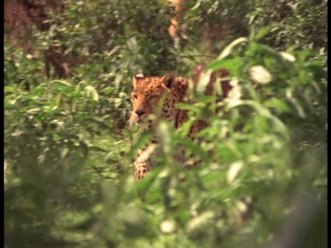 一个豹子从树上跳下来然后走开的特写。视频下载