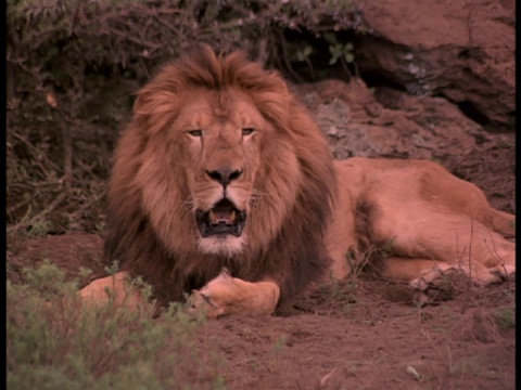 一只狮子躺下并穿裤子。视频素材