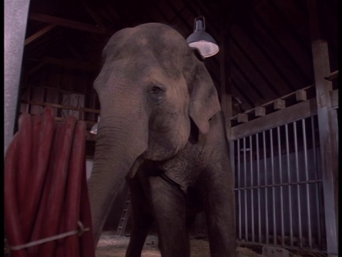 大象站在围栏里的中景。视频素材