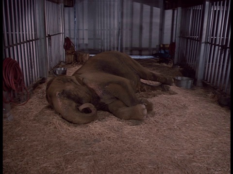 大象躺在围栏里的中景。视频素材