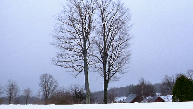 广角拍摄两棵高大的光秃秃的树在冬天的景观，屋顶和树在背景/佛蒙特视频素材