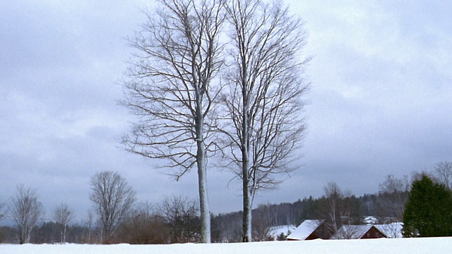 宽镜头两棵高大的光秃秃的树覆盖着雪在冬天的景观，屋顶和树在背景/佛蒙特视频素材