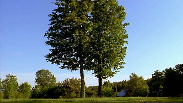 宽镜头两棵高大的树，风轻轻吹过草地上的树叶，背景是佛蒙特州视频下载