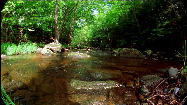 低角度长镜头岩石溪流w/树在背景/佛蒙特视频素材