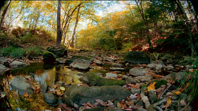 低角度中拍摄岩石溪流边/秋天的树木和树叶在溪流中/阳光在背景/佛蒙特州视频素材