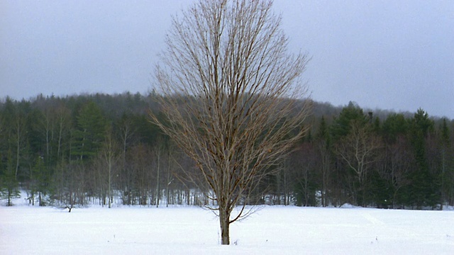 中拍裸树在雪景w/森林背景/佛蒙特视频素材