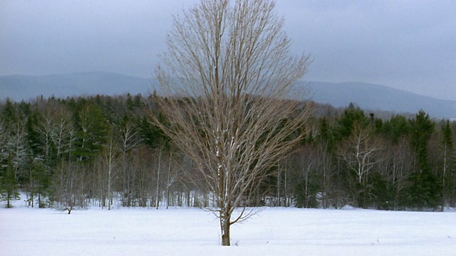 中等镜头裸露的树在雪景w/风轻轻吹过树枝和森林背景/佛蒙特视频素材