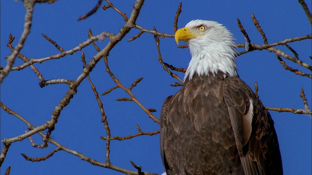 近距离看，蓝天下的秃鹰和光秃秃的树枝视频下载