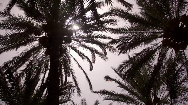 时光流逝的太阳在阿曼的椰枣树上追踪视频素材