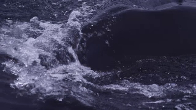 在阿拉伯海，阿曼海面上的座头鲸视频下载