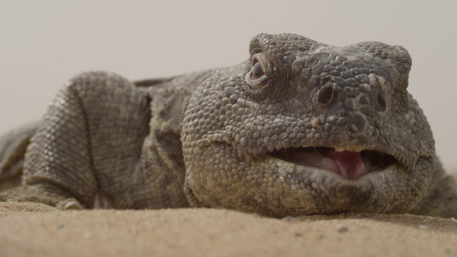 在阿联酋沙漠的炎热中喘气的带刺的尾蜥蜴(埃及尾蜥蜴)视频素材