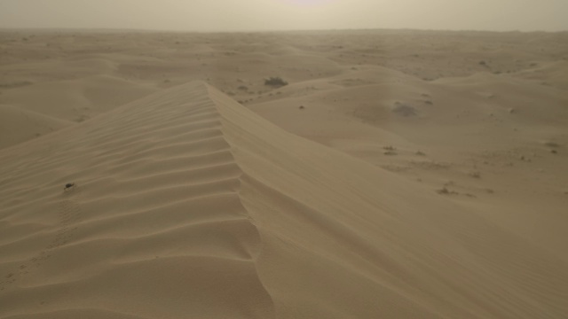 黑暗甲虫(拟步甲科)行走在沙漠沙丘，阿联酋视频下载