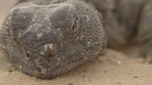 刺尾蜥蜴(埃及)在沙漠沙上懒散，阿联酋视频素材