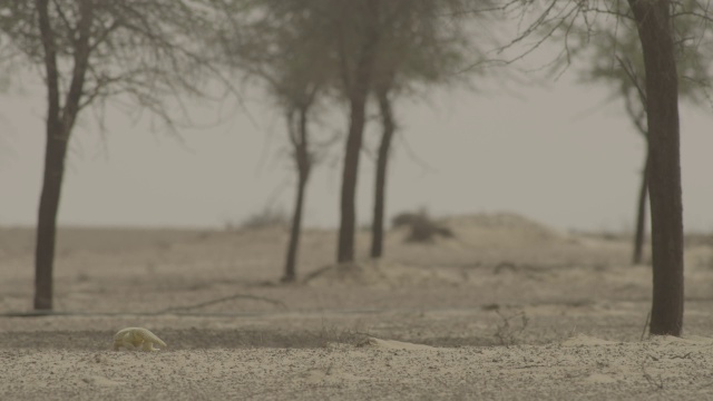 刺尾蜥蜴(埃及)在沙漠中觅食，阿联酋视频素材