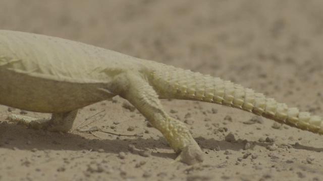 刺尾蜥蜴(埃及)行走在沙地上的沙漠，阿联酋视频素材