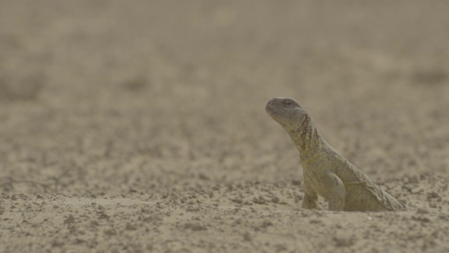 刺尾蜥蜴(埃及)从洞穴中出现在沙漠，阿联酋视频素材