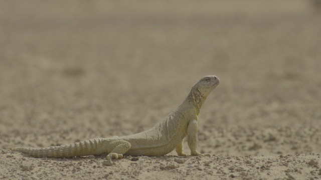 刺尾蜥蜴(埃及)在沙漠中环顾四周，阿联酋视频素材