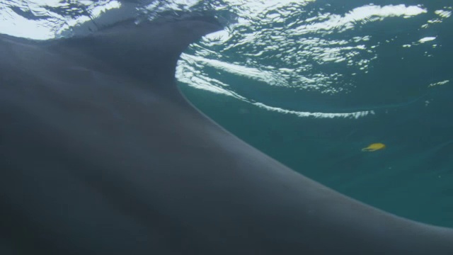 洛杉矶水下宽吻海豚游过镜头视频下载