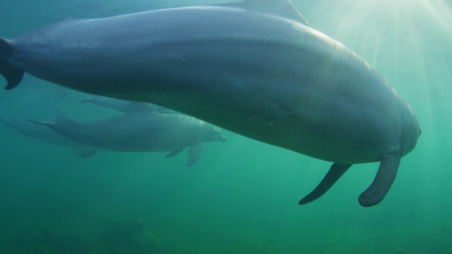 水下宽吻海豚在浅海中靠近镜头游泳视频下载