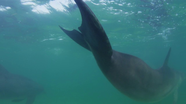 水下宽吻海豚非常近距离地在浅海中展示尾巴动作视频下载