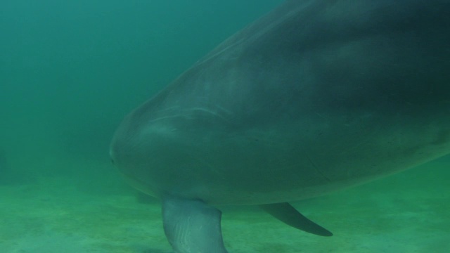 水下宽吻海豚在沙质海床上捕猎视频下载