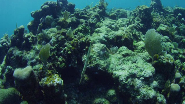 水下HA轨道与尖嘴鱼游过珊瑚礁视频素材