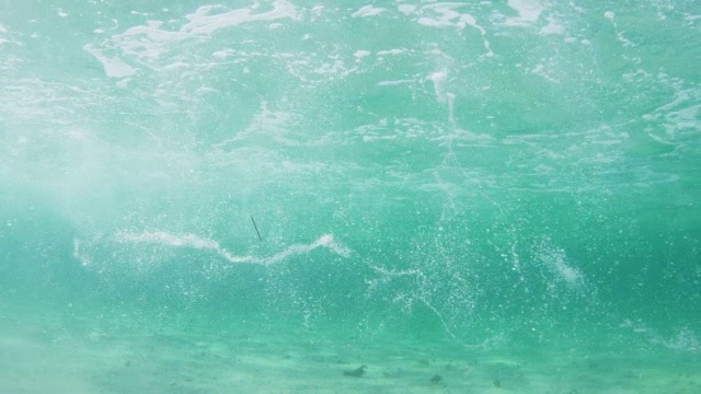 洛杉矶宽吻海豚在浅海打滑通过摄像机视频素材