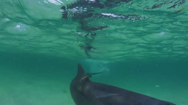 在浅海中，水下宽吻海豚打滑通过摄像机视频素材