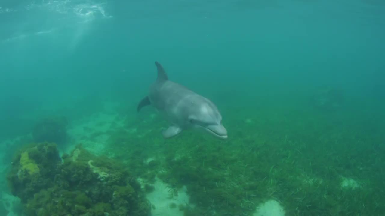 水下宽吻海豚游过暗礁视频下载