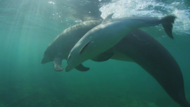 水下追踪宽吻海豚和幼崽在水面下游泳视频下载