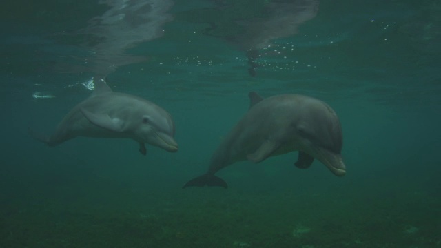 水下宽吻海豚非常接近相机和观察镜头加入了第二个海豚视频下载