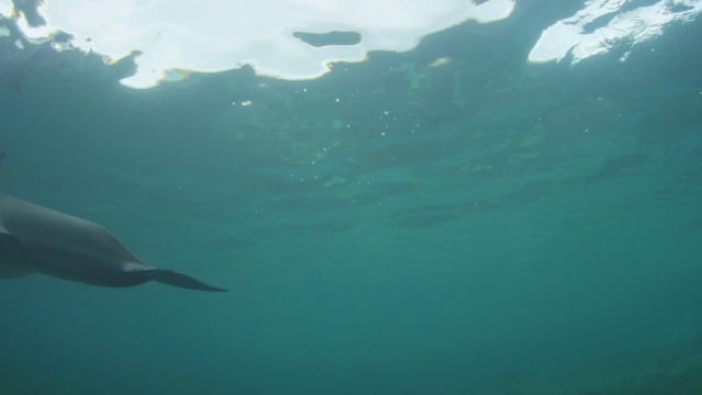 水下宽吻海豚和幼崽游过海草视频下载