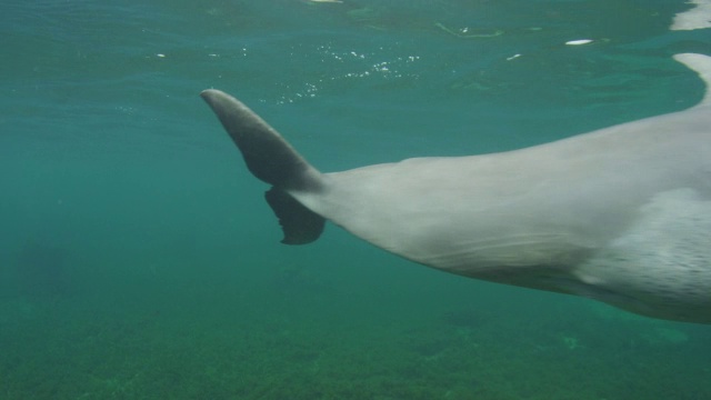 水下一群宽吻海豚游过镜头非常近视频素材