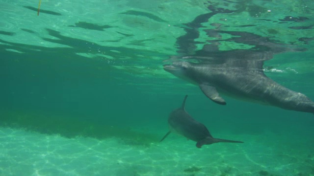 水下的宽吻海豚嘴里含着海藻，看着镜头视频下载