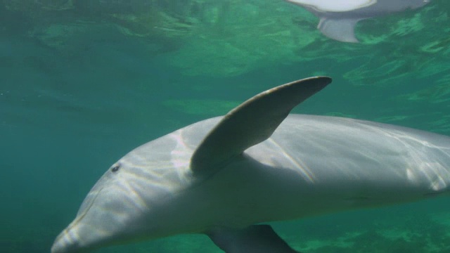水下宽吻海豚在水下游泳并看着镜头视频素材