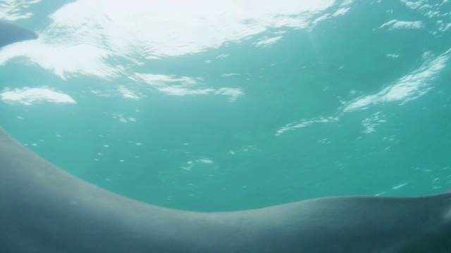 水下宽吻海豚在镜头前游泳视频下载