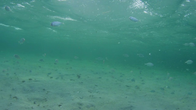 水下潘与宽吻海豚在浅海快速游泳与鱼在前景视频下载