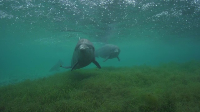 水下宽吻海豚游得非常近，海面上有海草上的雨水视频下载