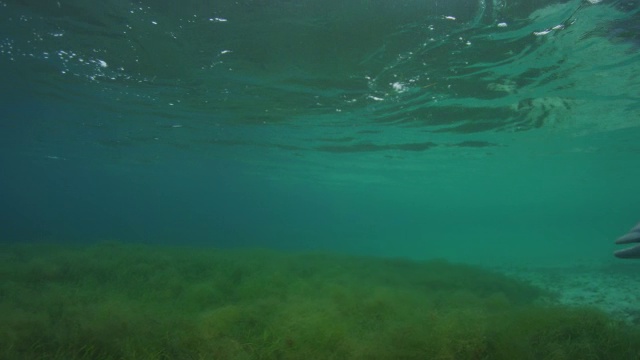 水下PAN展示了宽吻海豚在镜头前游泳和口型视频下载