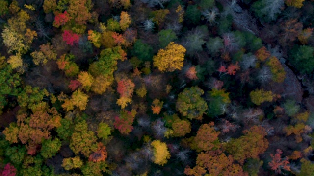 在秋天从空中俯瞰沙旺坎克山脉，美丽的树叶颜色挂在树上视频素材