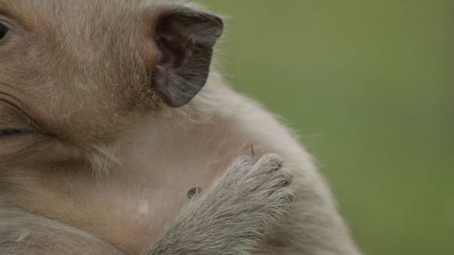 “长尾猕猴(猕猴束状)用牙线剔人的牙齿，泰国华府里”视频素材
