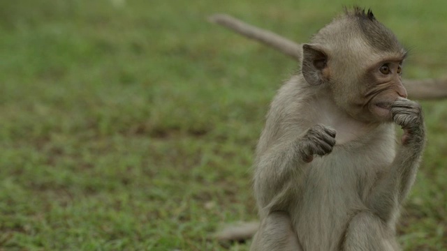 “长尾猕猴(猕猴束状)用牙线剔人的牙齿，泰国华府里”视频素材