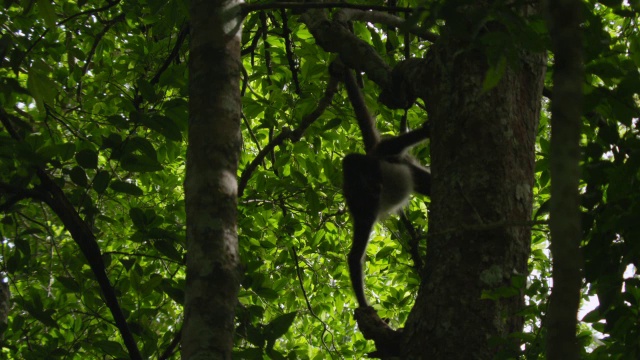 “墨西哥卡拉克穆尔，Geoffroy的蜘蛛猴挂在森林里。”视频素材