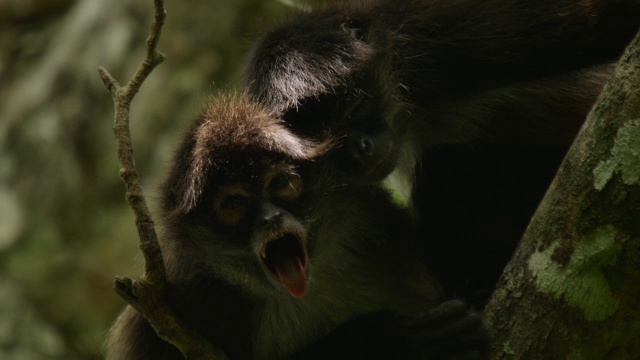 “墨西哥卡拉克穆尔的Geoffroy蜘蛛猴在森林里打哈欠。”视频素材