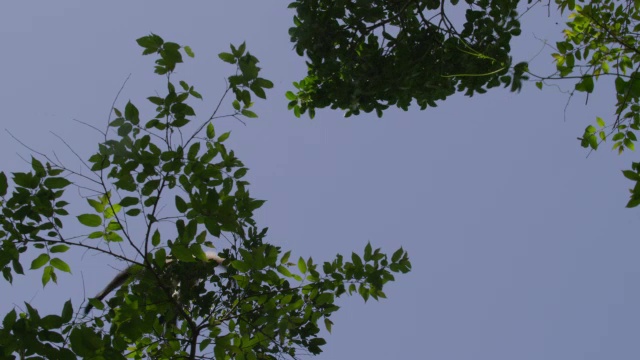 “墨西哥卡拉克穆尔，Geoffroy的蜘蛛猴在森林里跳跃”视频素材