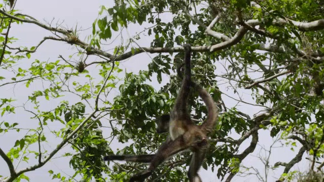 “墨西哥卡拉克穆尔，Geoffroy的蜘蛛猴在森林里摇摆”视频素材