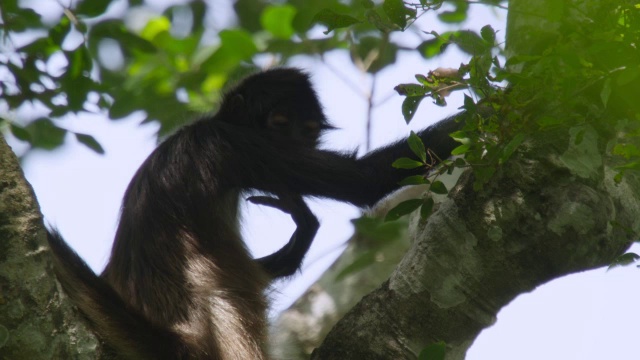 “墨西哥卡拉克穆尔的森林里Geoffroy的蜘蛛猴(geoffroyi)”视频素材