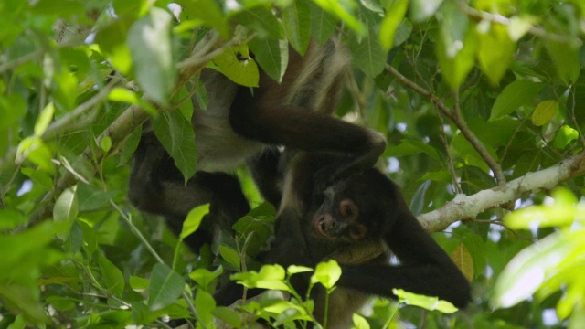 “墨西哥卡拉克穆尔，Geoffroy的蜘蛛猴在森林里打架”视频素材