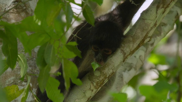 “墨西哥卡拉克穆尔，Geoffroy的蜘蛛猴在森林里吃树叶”视频素材